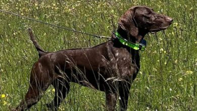 Π ΠΡΠ°Π»ΠΈΠΈ ΡΠΊΡΠ°Π»ΠΈ ΡΠ΅ΠΌΠΏΠΈΠΎΠ½Π° ΠΏΠΎ ΠΎΡ
ΠΎΡΠ΅: ΡΠΎΠ±Π°ΠΊΠ° ΠΡΠΎΡ ΠΈΡΡΠ΅Π·Π»Π° Π² Π’ΠΎΠ»Π΅Π΄ΠΎ Π²ΠΎ Π²ΡΠ΅ΠΌΡ ΠΏΠΎΠ΄Π³ΠΎΡΠΎΠ²ΠΊΠΈ ΠΊ ΠΌΠΈΡΠΎΠ²ΠΎΠΌΡ ΡΡΡΠ½ΠΈΡΡ