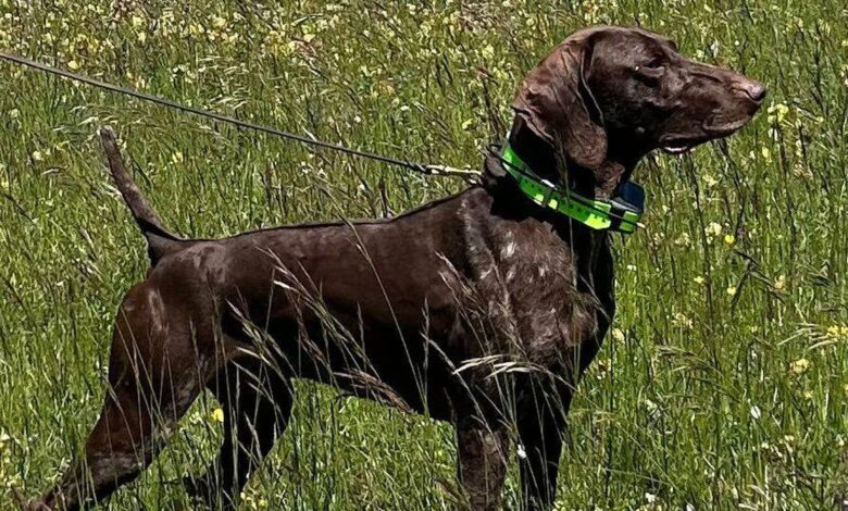 Champion Hunting Dog Stolen in Italy: Athos Disappears in Toledo During World Tournament Preparation