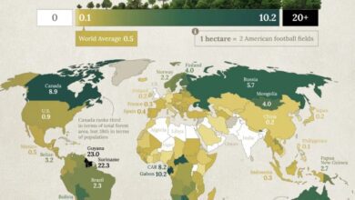 Какие страны лидируют по площади лесов на каждого жителя мира