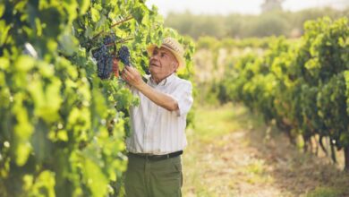 Пенсионер лишился годовой пенсии за однодневную подработку на винограднике в Италии