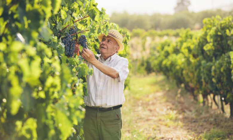 Пенсионер лишился годовой пенсии за однодневную подработку на винограднике в Италии