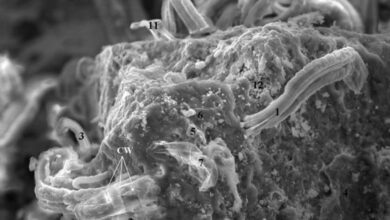 Ученые назвали ключевые доказательства существования жизни вне Земли