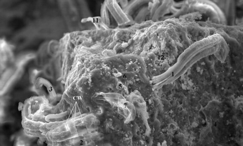 Scientists Identify Key Evidence of Life Beyond Earth