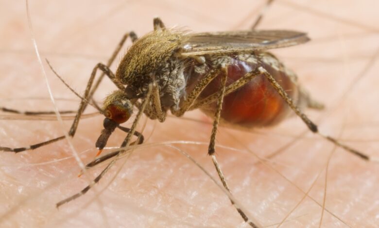 Scientists uncover why mosquitoes are increasingly targeting humans