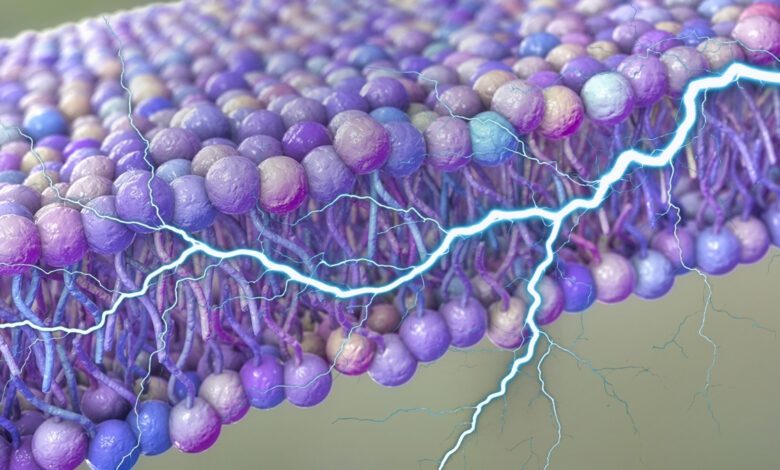 Scientists uncover unexpected source of electricity in human cell membranes