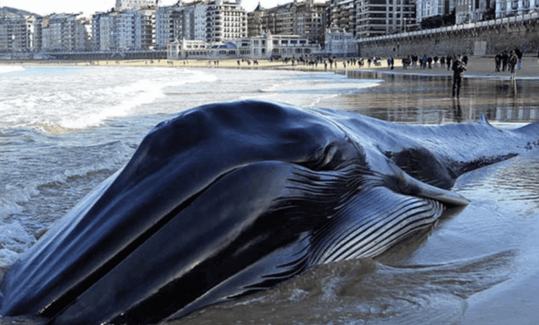 Una ballena de cinco metros provoca revuelo en la playa de Benalmádena y regresa al mar