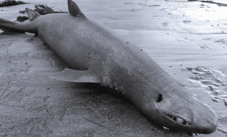 Редкий глубоководный хищник выброшен на берег в Астурии и поражает ученых