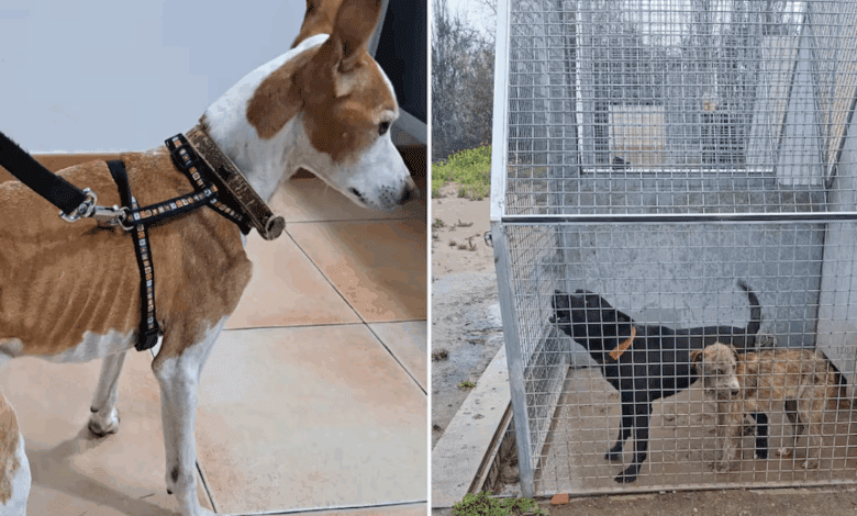 Escándalo en Granada cierran refugio de animales tras denuncias por condiciones deplorables