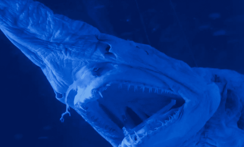 Live Ghost Shark Filmed for the First Time in Canary Islands’ History