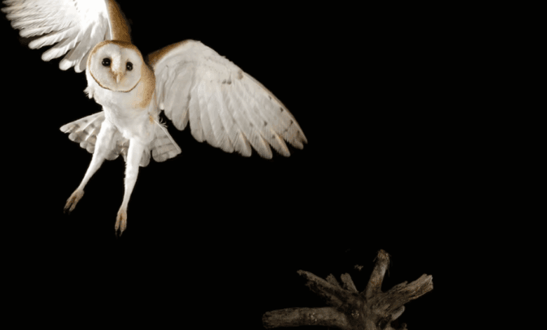 Owls are disappearing in Madrid: alarming signals and the fight to save them