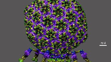 ΠΠ°ΠΊ ΠΌΠΈΠΊΡΠΎΠ³ΡΠ°Π²ΠΈΡΠ°ΡΠΈΡ Π½Π° ΠΠΠ‘ ΠΌΠ΅Π½ΡΠ΅Ρ Π²ΠΈΡΡΡΡ ΠΈ ΠΎΡΠΊΡΡΠ²Π°Π΅Ρ Π½ΠΎΠ²ΡΠ΅ Π²ΠΎΠ·ΠΌΠΎΠΆΠ½ΠΎΡΡΠΈ Π΄Π»Ρ ΠΌΠ΅Π΄ΠΈΡΠΈΠ½Ρ