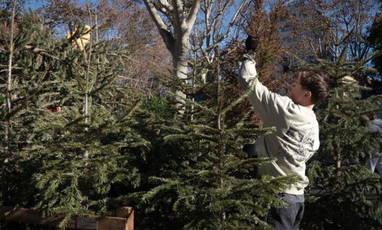 What to Do With Your Christmas Tree After the Holidays in Spain