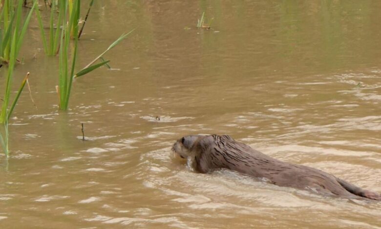 Otters Return to the Monsan River How Tarragona’s Ecology Has Changed in 40 Years