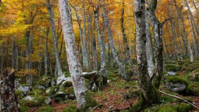 Зимняя тропа в сердце Астурии: магические буковые леса и горные панорамы