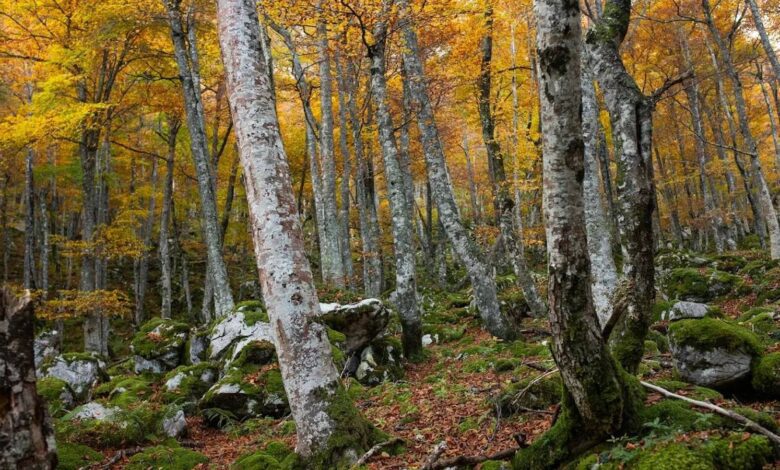 Winter Trail in the Heart of Asturias Magical Beech Forests and Mountain Views