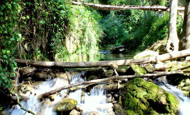 Unusual Walk in Arriate Málaga A Route Featuring a Giant Bench and Wild Nature