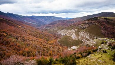 Последнее убежище кантабрийского глухаря в уникальном природном парке Испании