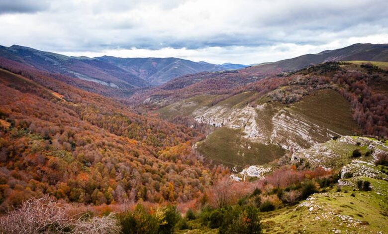 Последнее убежище кантабрийского глухаря в уникальном природном парке Испании