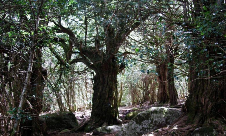 A Forest of Ancient Trees Awaits in Castilla y León
