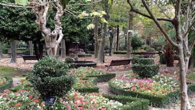 Π‘ΡΠ°ΡΠΈΠ½Π½ΡΠΉ Π±ΠΎΡΠ°Π½ΠΈΡΠ΅ΡΠΊΠΈΠΉ ΡΠ°Π΄ ΠΠ°Π»ΠΈΡΠΈΠΈ: ΡΠ½ΠΈΠΊΠ°Π»ΡΠ½ΠΎΠ΅ ΠΌΠ΅ΡΡΠΎ