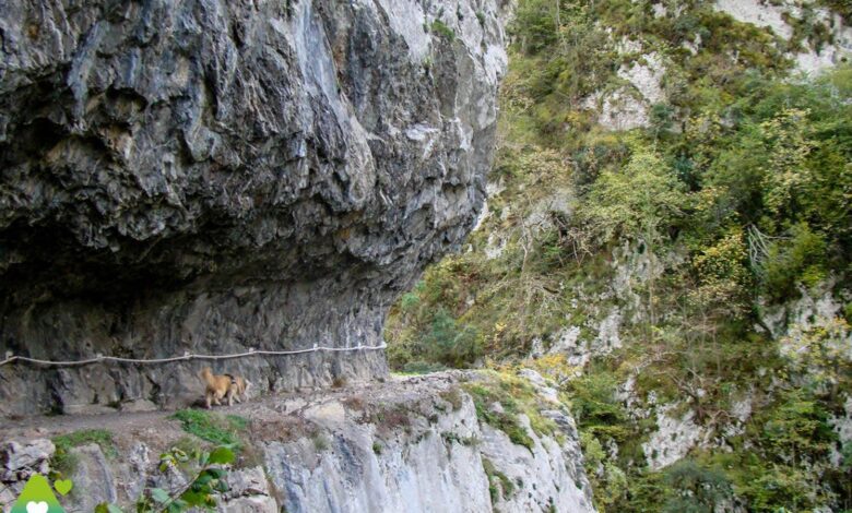 Route through the Xanas Gorge in Asturias Worth Exploring This Winter