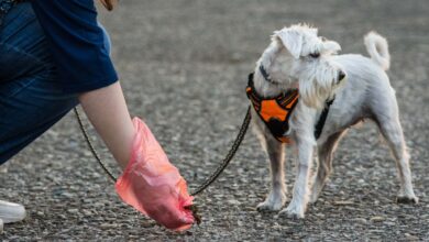 В Мадриде начали штрафовать владельцев собак по анализу ДНК за грязные улицы