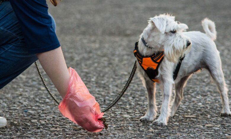 Madrid Begins Fining Dog Owners Using DNA to Crack Down on Dirty Streets