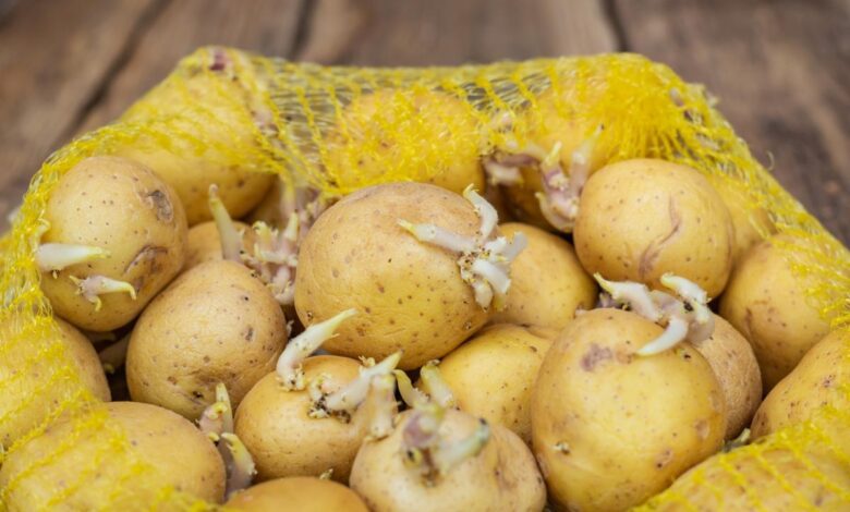 Are Sprouted Potatoes a Health Hazard in Spain A Chemist’s View
