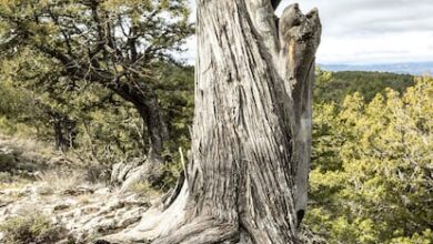 Тысячи голосов выбрали скрытый лес в Валенсии лучшим в Испании 2026 RUSSPAIN.COM