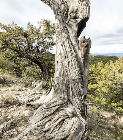 Thousands of votes select Valencia’s hidden forest as Spain’s best in 2026