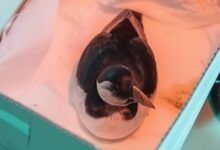 A thousand dead birds found in northern Spain after storm Pedro