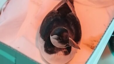 Тысяча мертвых птиц на севере Испании после шторма Pedro RUSSPAIN.COM