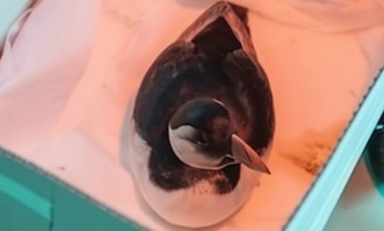 A thousand dead birds found in northern Spain after storm Pedro