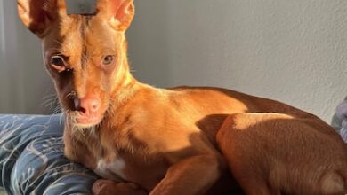 В Мадриде участились случаи отравления собак наркотиками из человеческих экскрементов RUSSPAIN.COM