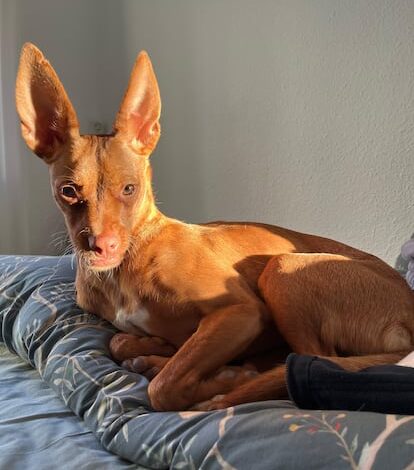 Aumentan en Madrid los casos de intoxicación de perros por drogas presentes en heces humanas