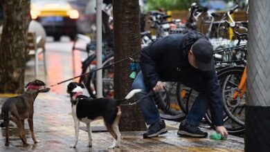 Барселона вводит штрафы за недолив воды на собачьи лужи — что изменится RUSSPAIN.COM