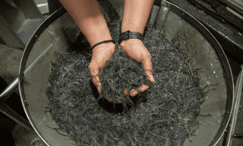 Basque Fishermen Sue Over Angula Fishing Ban