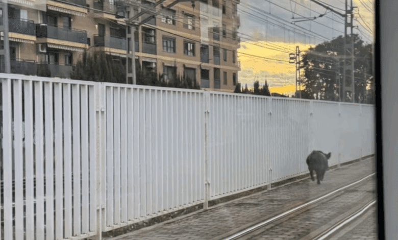 Wild boar on metro tracks causes unexpected train service disruption