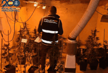 Major drug plantation network uncovered in a Villaverde residential building in Madrid