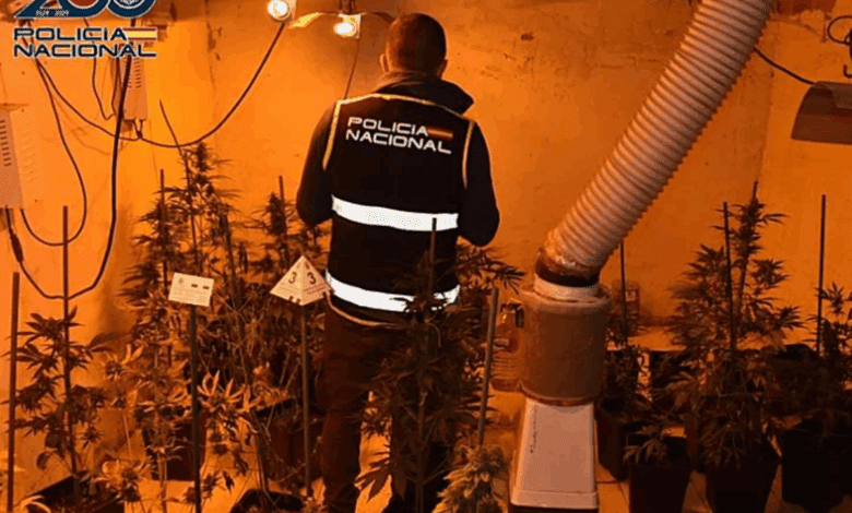В Мадриде разоблачили сеть наркоплантаций в жилом доме Villaverde