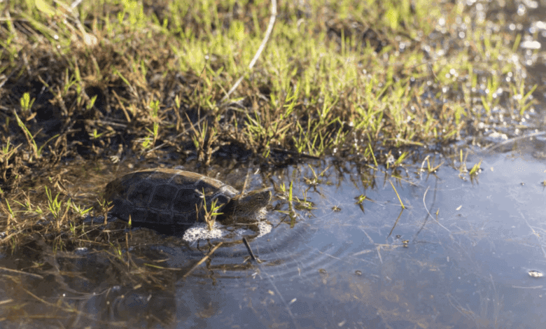 74% Population Decline: Turtle Disappearance in Doñana Sparks Alarm