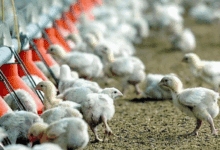 Fire at Poultry Farm in Navarre Claims 10,000 Chicks in One Hour