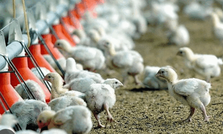 Fire at Poultry Farm in Navarre Claims 10,000 Chicks in One Hour