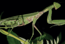 Азиатские гигантские богомолы вытесняют местных животных в Испании и Европе