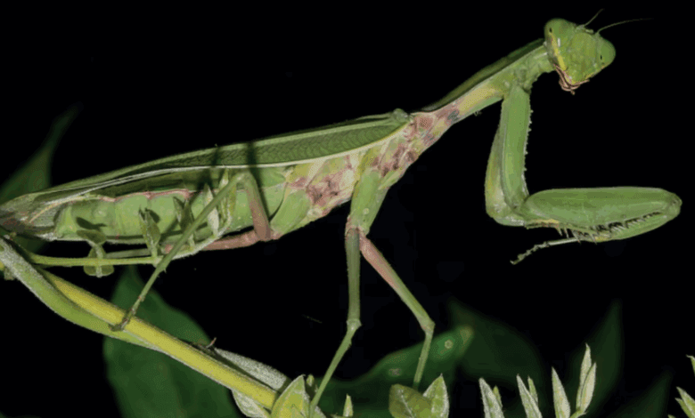 Азиатские гигантские богомолы вытесняют местных животных в Испании и Европе