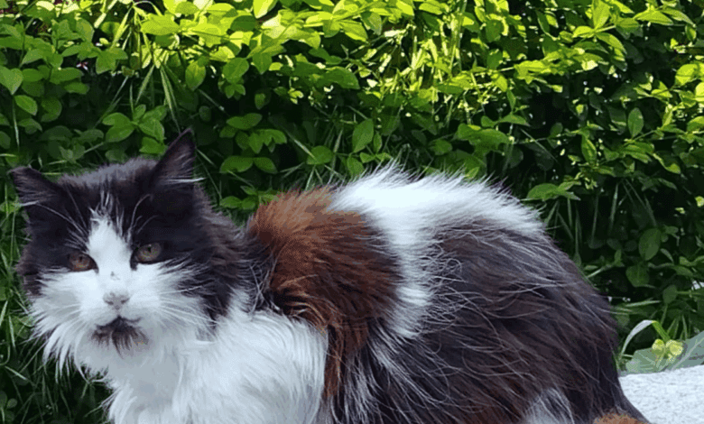 British couple took Madrid’s most famous cat from Retiro