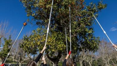 ΠΠ΅ΡΠΈ ΠΠ°ΡΡΠ΅Π»ΠΎΠ½Ρ ΡΠΎΠ±ΠΈΡΠ°ΡΡ Π³ΠΎΡΡΠΊΠΈΠ΅ Π°ΠΏΠ΅Π»ΡΡΠΈΠ½Ρ Π΄Π»Ρ Π½Π΅ΠΎΠ±ΡΡΠ½ΠΎΠ³ΠΎ Π³ΠΎΡΠΎΠ΄ΡΠΊΠΎΠ³ΠΎ ΠΏΡΠΎΠ΅ΠΊΡΠ° RUSSPAIN.COM