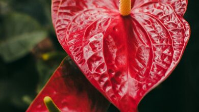 Антуриум: экзотическая загадка