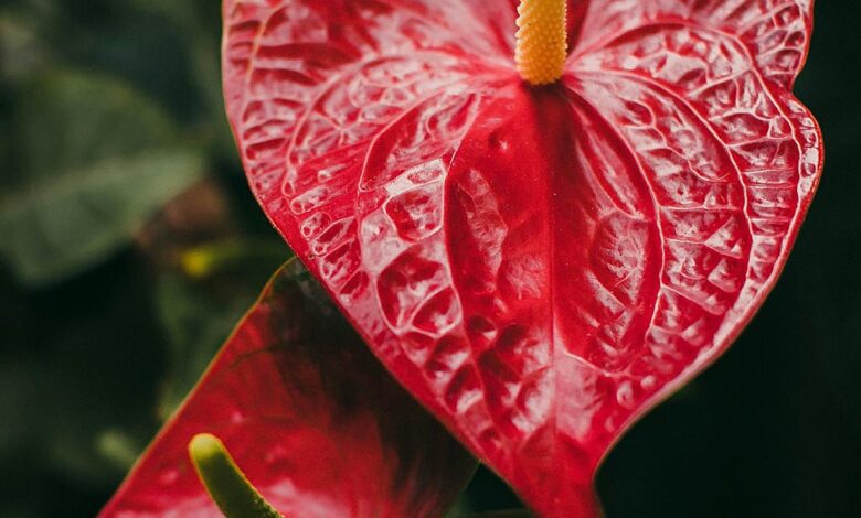 Anthurium: Exotic Mystery That Transforms the Home Atmosphere and Brings Luck