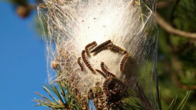 Вспышка опасных случаев с собаками в Аликанте из-за нашествия гусениц